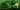 Close up of dark green alge powder with two wooden spoons laying in it.