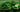 Close up of dark green alge powder with two wooden spoons laying in it.
