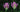 Purple Astragalus Plants