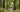 Joyful young woman happily walking her golden retriever in a beautiful lush forest.