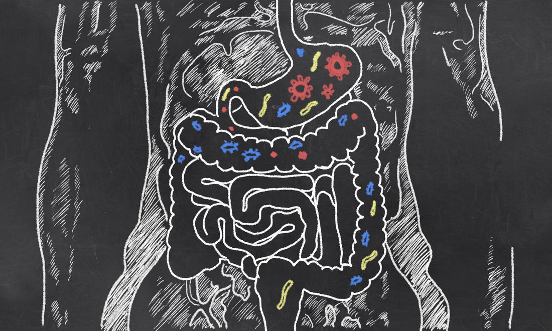 A drawn diagram of the human digestive system with depictions of microbes drawn in shades of red, blue, and yellow throughout the digestive tract.