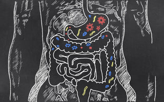 A drawn diagram of the human digestive system with depictions of microbes drawn in shades of red, blue, and yellow throughout the digestive tract.