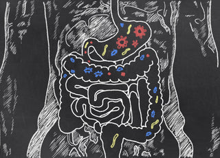 A drawn diagram of the human digestive system with depictions of microbes drawn in shades of red, blue, and yellow throughout the digestive tract.