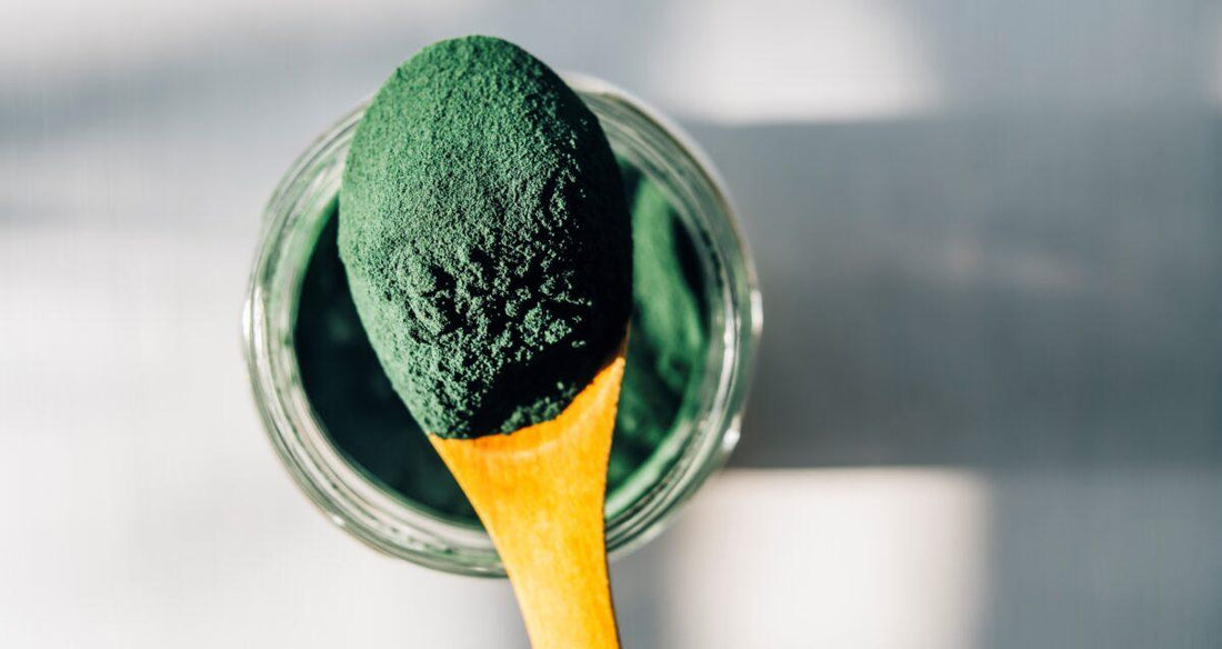 Wooden spoon full of green algae powder held above the container the powder was scooped from. 