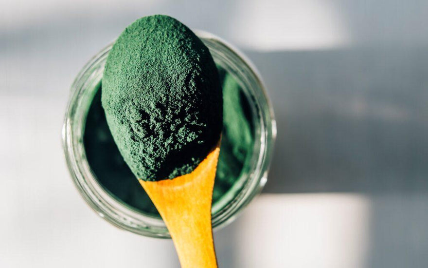 Wooden spoon full of green algae powder held above the container the powder was scooped from. 