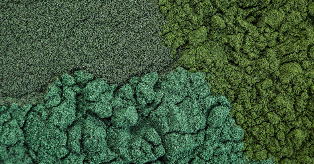 Close up of three different algae powders that are all slightly different shades of green.