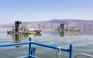 Two New Earth harvesters on Klamath Lake as seen from the third of the company's harvesters. 