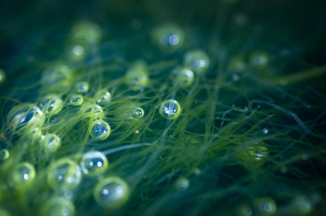 Air bubbles trapped in seaweed.