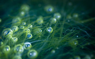 Air bubbles trapped in seaweed.