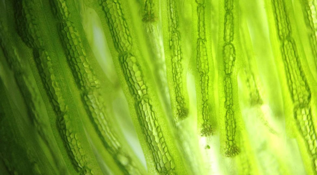 Close up view of green algae as you would see it under a microscope.