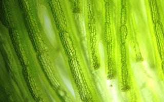 Close up view of green algae as you would see it under a microscope.