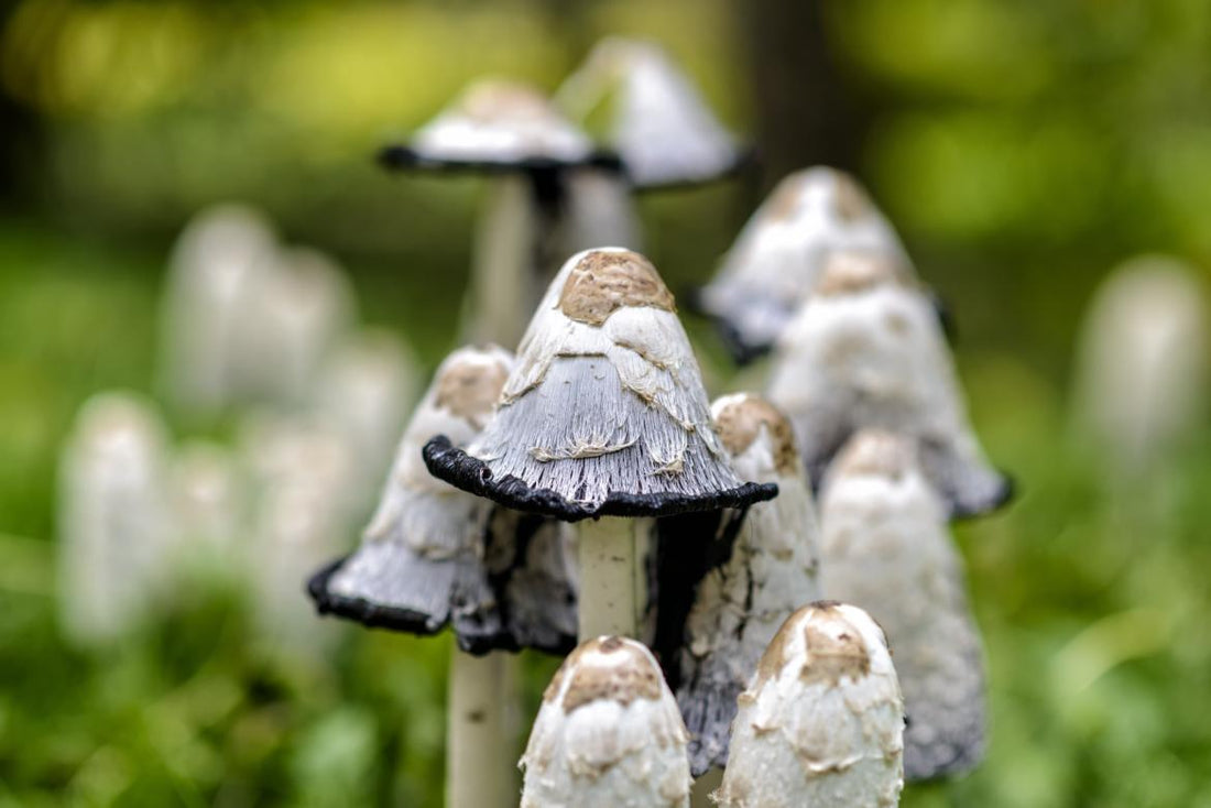 Close up of a cluster of mushrooms growing in the wild. 