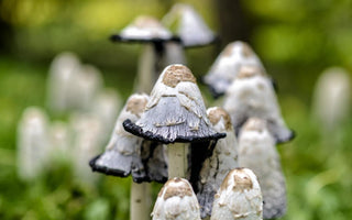 Close up of a cluster of mushrooms growing in the wild. 