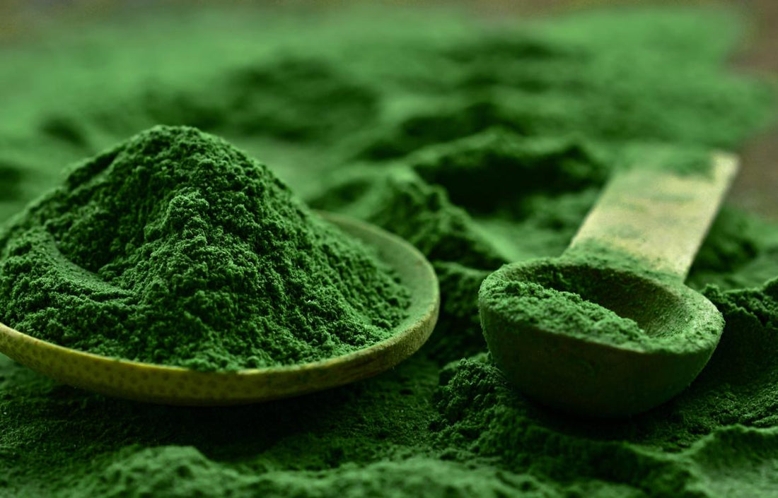 Close up of dark green alge powder with two wooden spoons laying in it. 