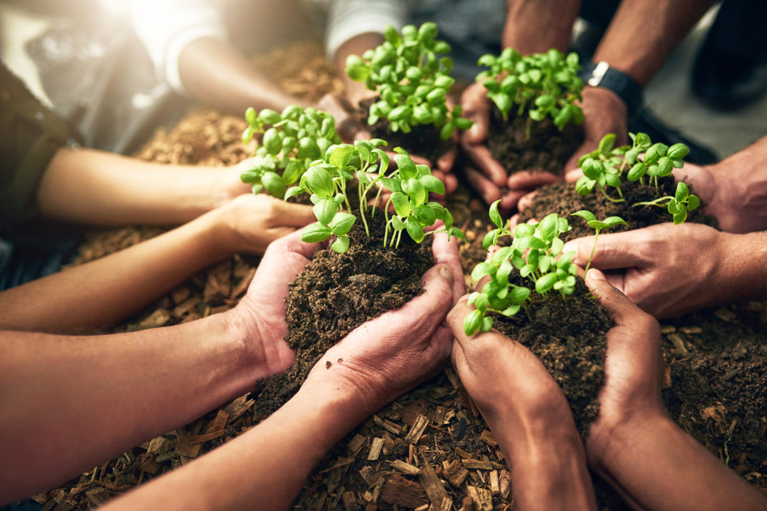 Multiple sets of hands scooping soil and plants out of a file of dirt.