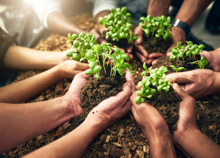 Multiple sets of hands scooping soil and plants out of a file of dirt.