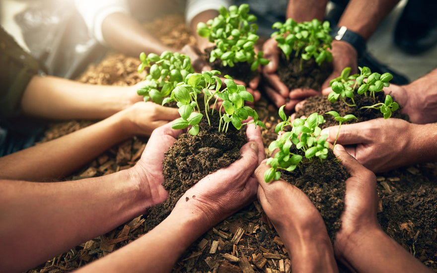 Multiple sets of hands scooping soil and plants out of a file of dirt.