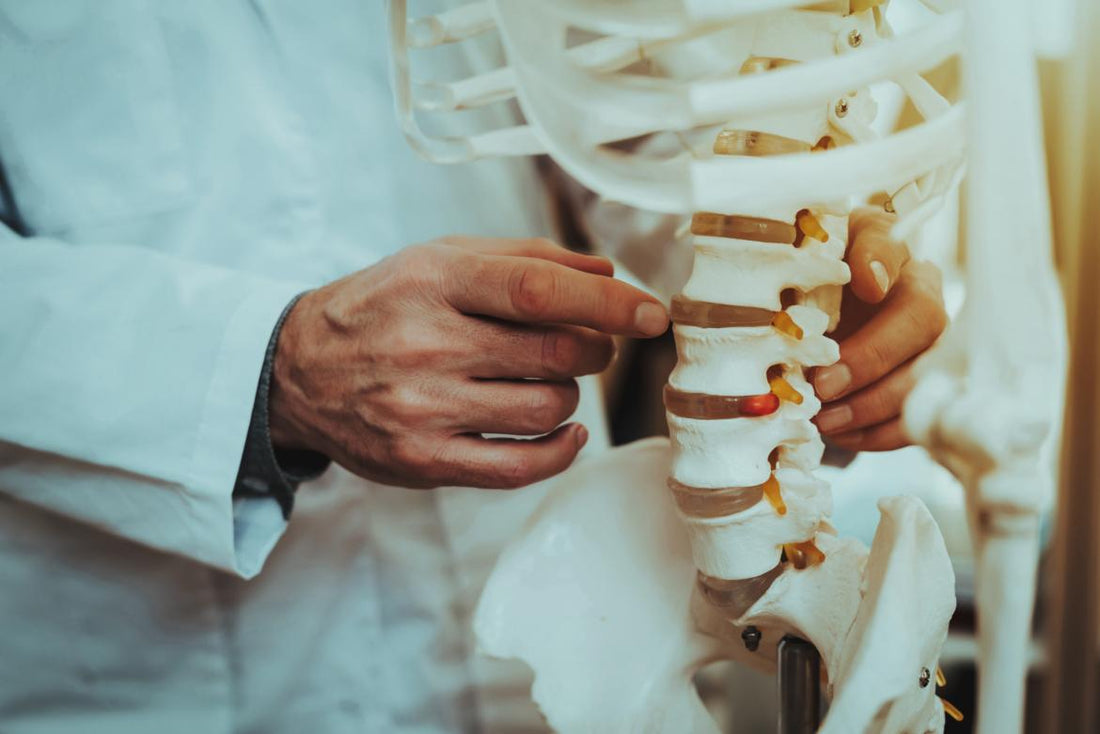 Hand pointing to a point on the spine of a skeleton model.
