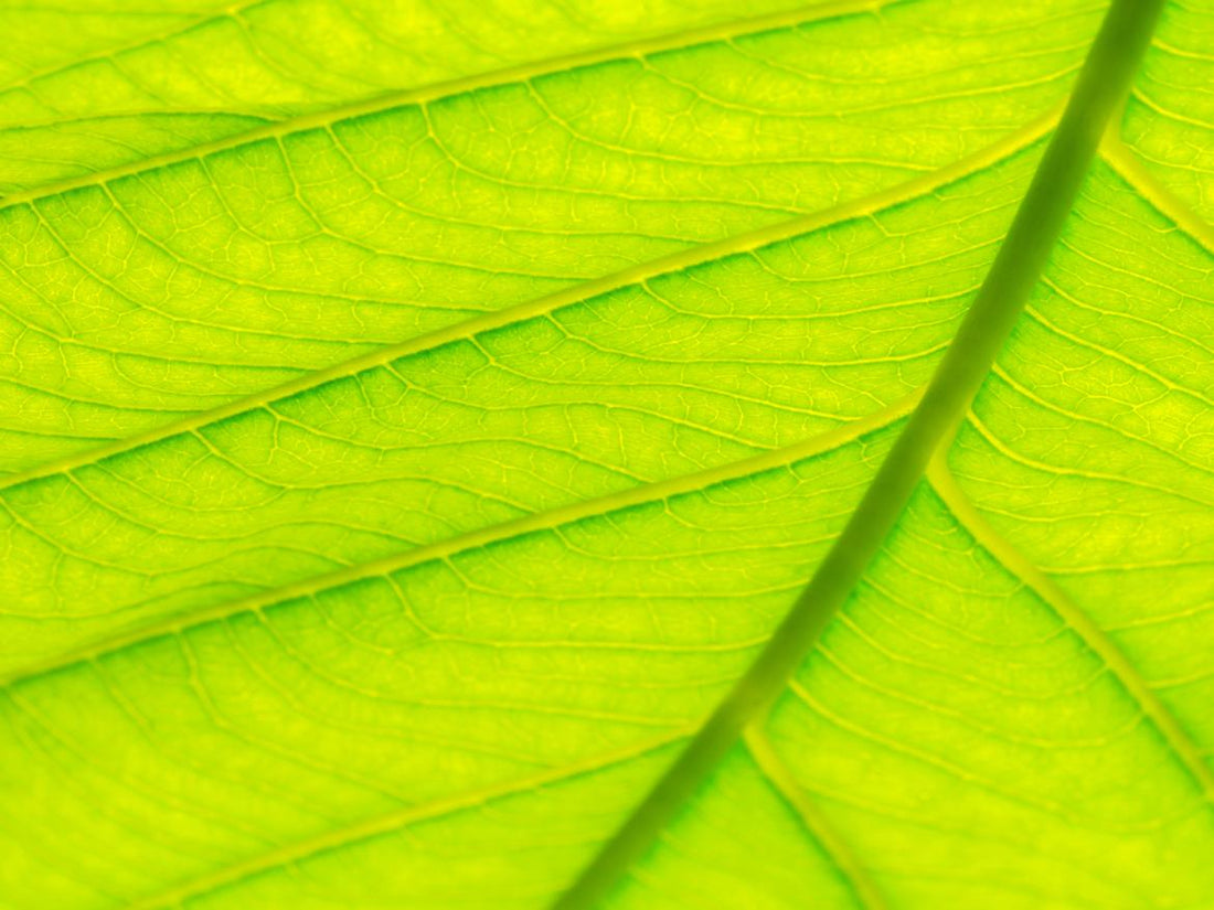 Close up look at a bright green leaf with the focus right at the stem that runs through the middle.