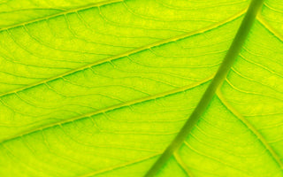 Close up look at a bright green leaf with the focus right at the stem that runs through the middle.