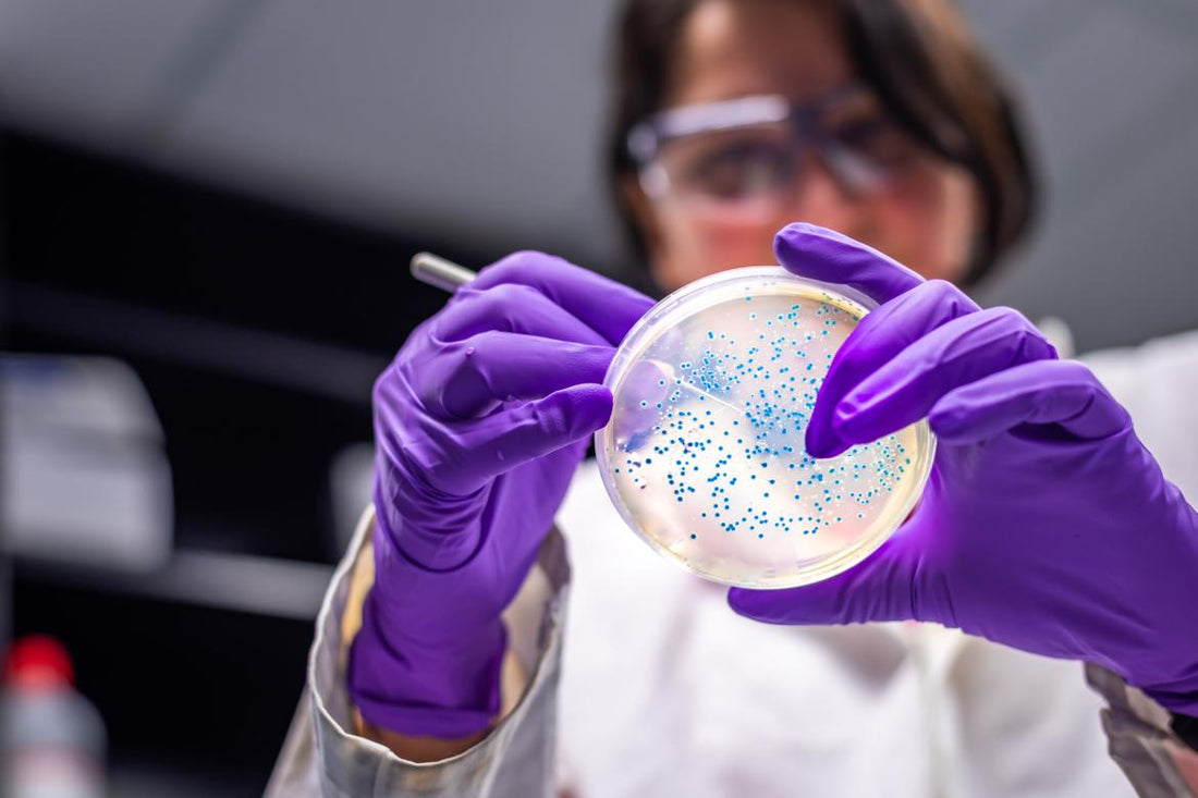 Female scientist wearing purple gloves examining the contents of a petri dish.