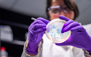 Female scientist wearing purple gloves examining the contents of a petri dish.