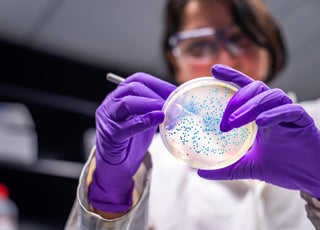 Female scientist wearing purple gloves examining the contents of a petri dish.