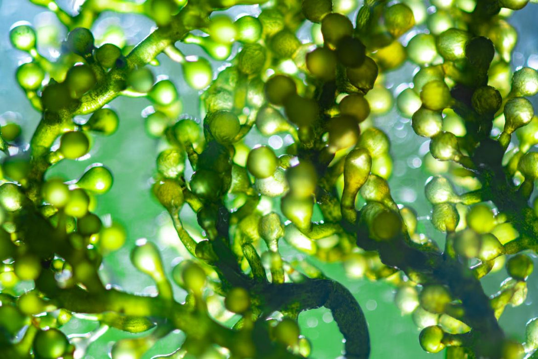 Close up of algae under water.