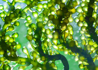 Close up of algae under water.