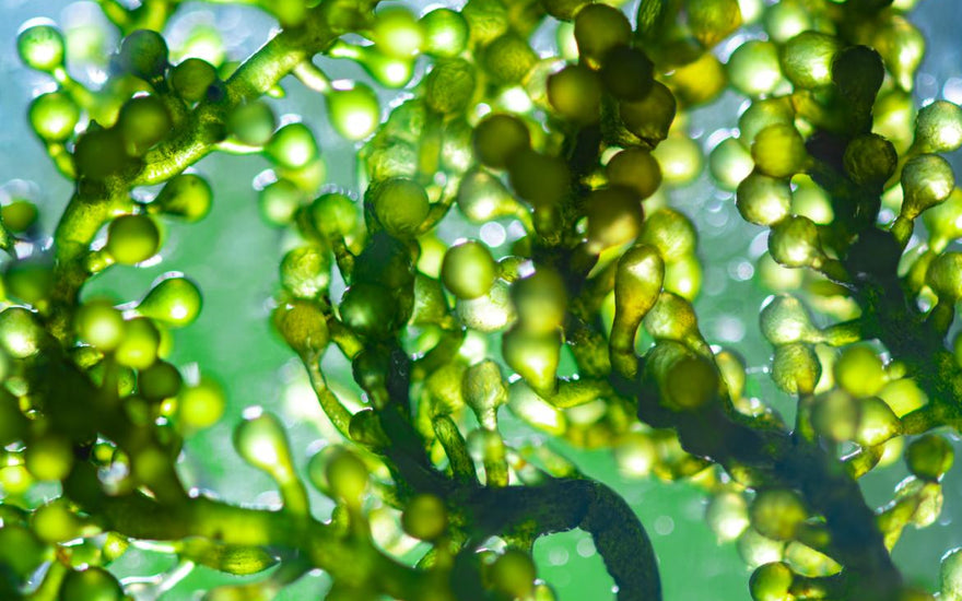 Close up of algae under water.