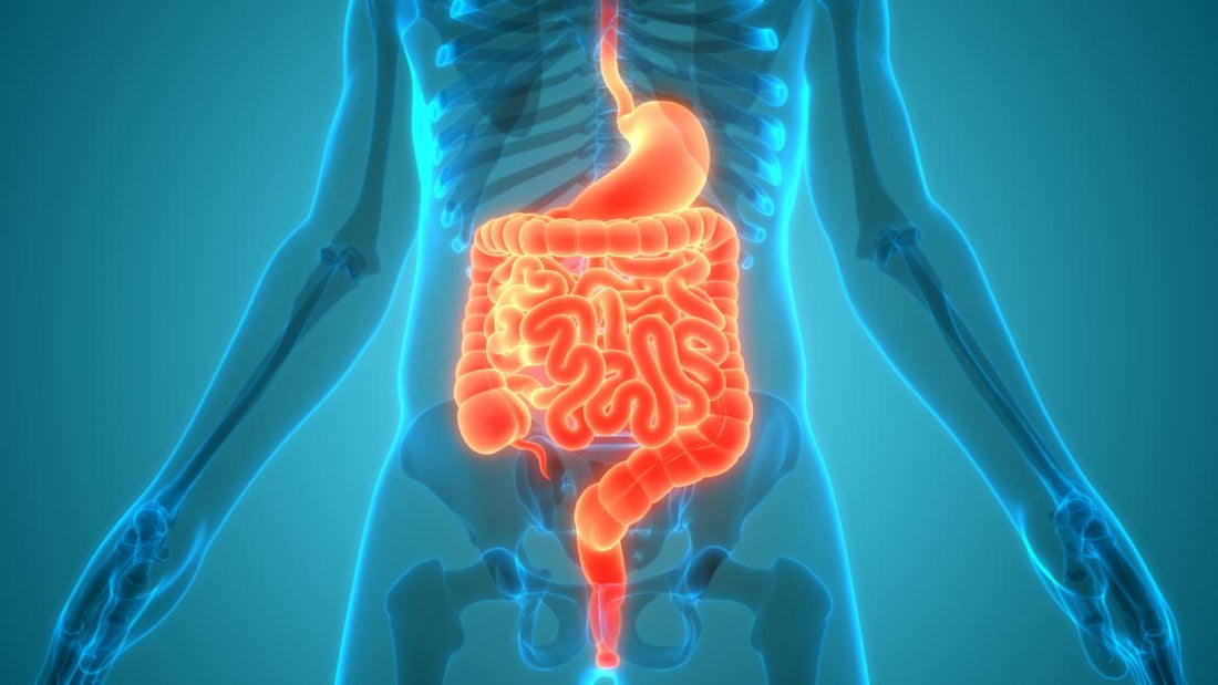 A visual depiction of the anatomy of the human digestive system, with digestive organs highlighted in orange.
