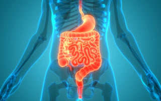 A visual depiction of the anatomy of the human digestive system, with digestive organs highlighted in orange.