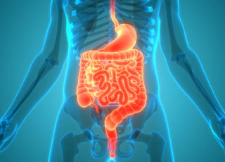 A visual depiction of the anatomy of the human digestive system, with digestive organs highlighted in orange.