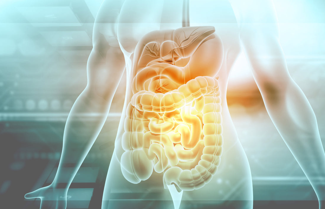 A visual representation of the human digestive system.