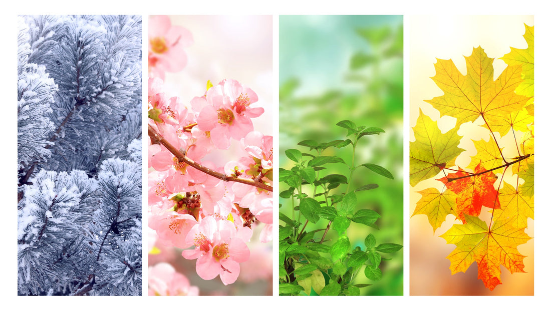 Set of vertical nature banners with winter, spring, summer, and autumn scenes.
