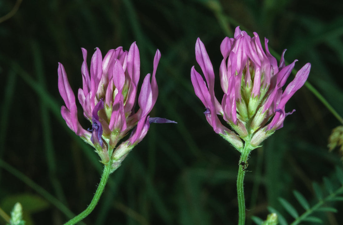 Purple Astragalus Plants