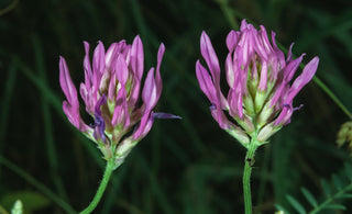 Purple Astragalus Plants