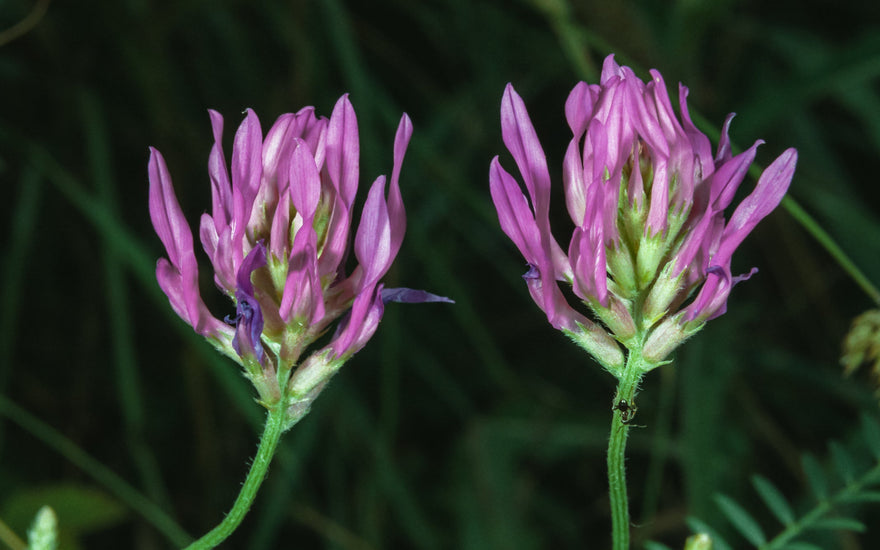 Purple Astragalus Plants