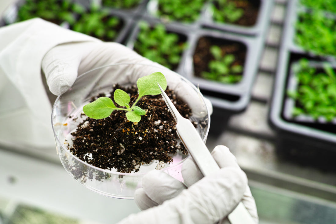 Two gloved hands holding a petri dish that is filled with soil and a small plant sprout.