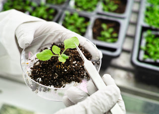 Two gloved hands holding a petri dish that is filled with soil and a small plant sprout.