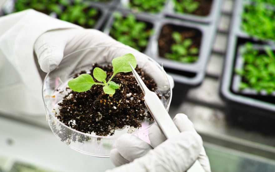 Two gloved hands holding a petri dish that is filled with soil and a small plant sprout.