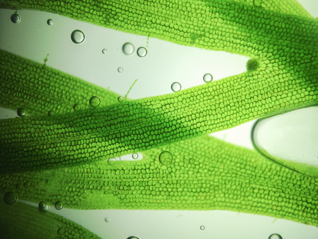 Zoomed in view of microscopic algae.