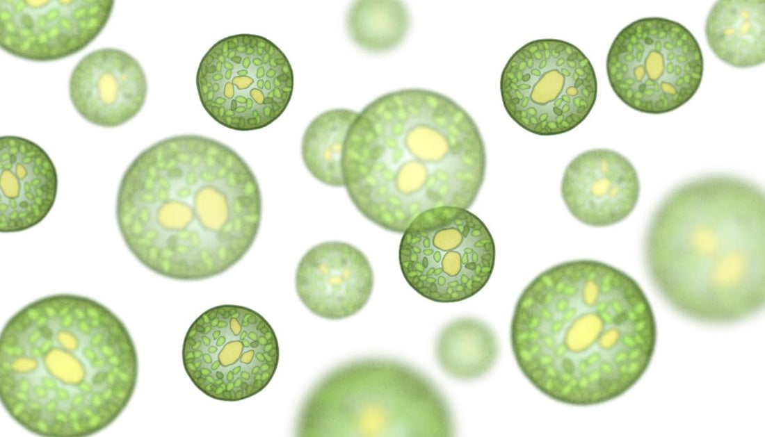 Green cells as seen through a microscope.