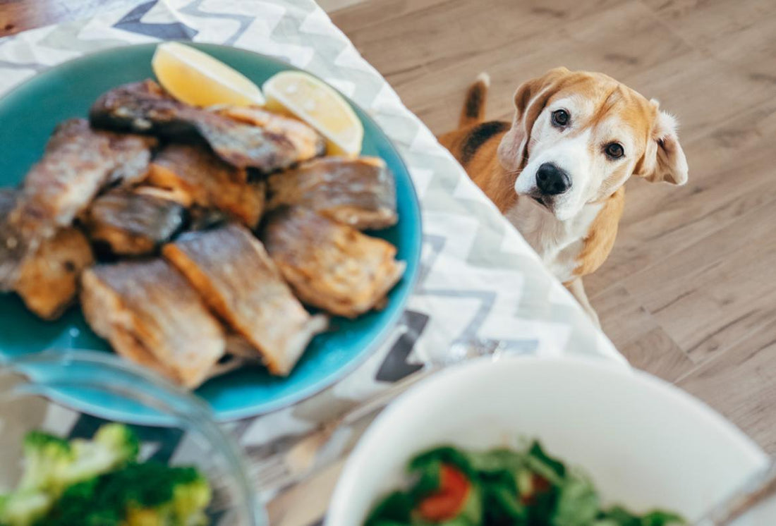 Dog sitting next to the table looking up a plate of food.