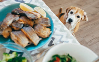 Dog sitting next to the table looking up a plate of food.