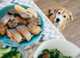 Dog sitting next to the table looking up a plate of food.