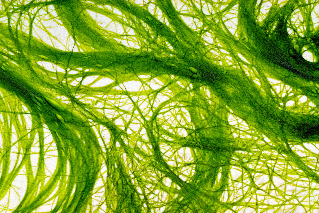 Close up of green colored algae fibers in water. 