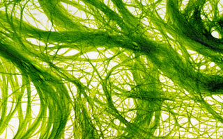 Close up of green colored algae fibers in water. 