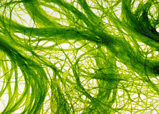 Close up of green colored algae fibers in water. 