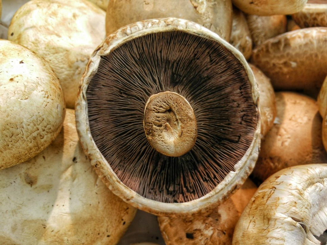 Close up of a pile of mushroom caps. 